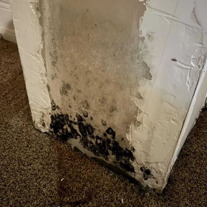 Professional Mold Removal in Talty, TX